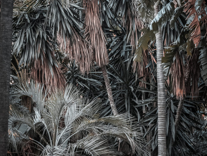 Tropical rain forest