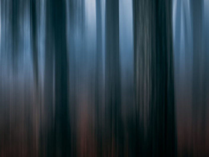 Dark Forest